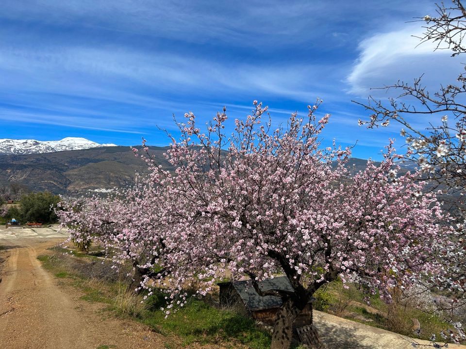 Finca i Lobras, Granada - foto 5